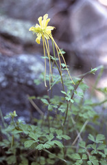Aquilegia longissima