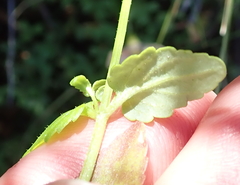 Nemesia leipoldtii