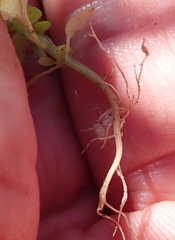 Nemesia leipoldtii