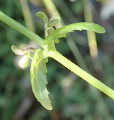 Nemesia leipoldtii