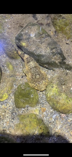 Clingfish (Gobiesox cephalus) — Gobiesocidae — 5