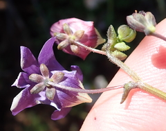 Nemesia leipoldtii