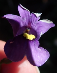 Nemesia leipoldtii