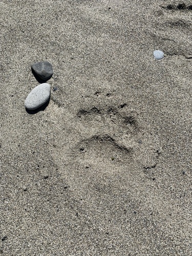 Black Bear Tracks – NatureTracking