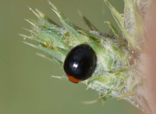 Exochomus nigripennis