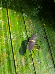 Leptoscelis saepifera