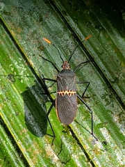 Leptoscelis saepifera