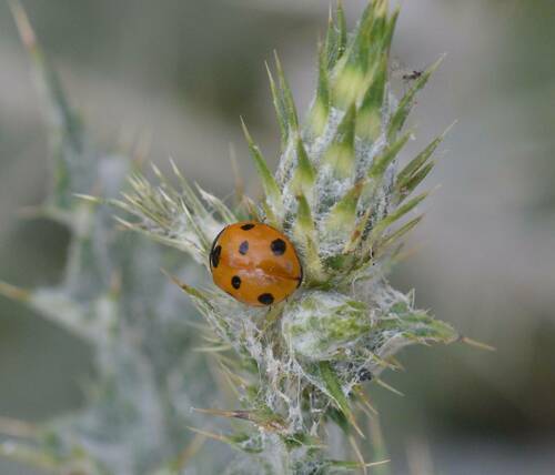Coccinella algerica
