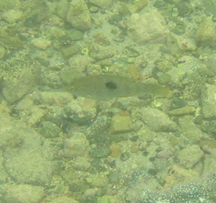 Notolabrus celidotus