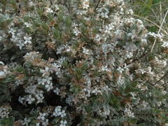 Pimelea concinna