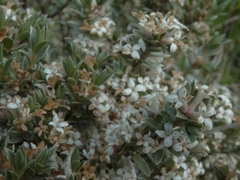 Pimelea concinna