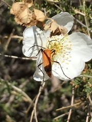 Chauliognathus discus