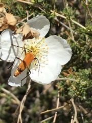Chauliognathus discus