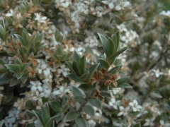 Pimelea concinna