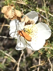 Chauliognathus discus