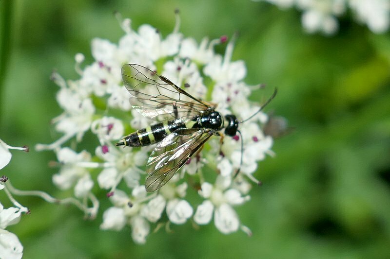 Wheat Stem Borer