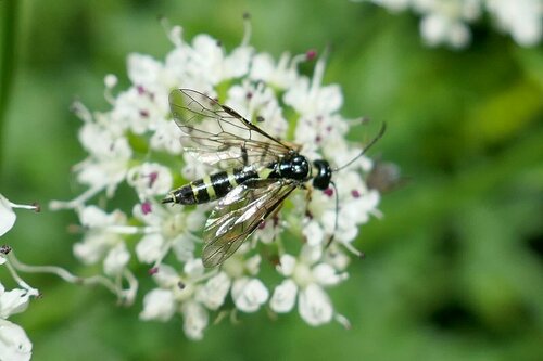 Wheat Stem Borer