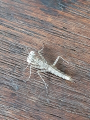 Amorphoscelis annulicornis