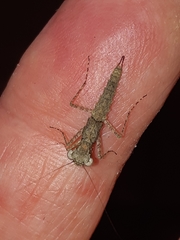 Amorphoscelis annulicornis
