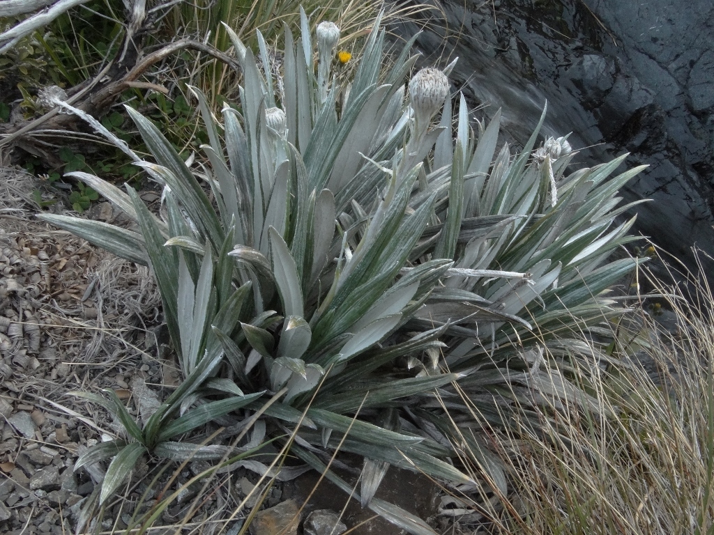 Monro's Mountain Daisy
