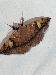 Anticarsia