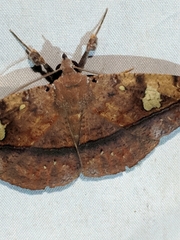 Anticarsia