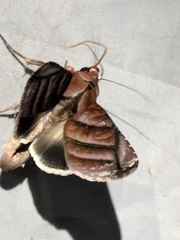 Hemicephalis paulina