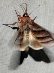 Hemicephalis paulina