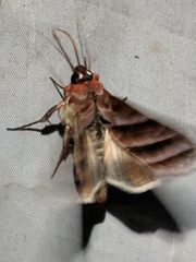 Hemicephalis paulina