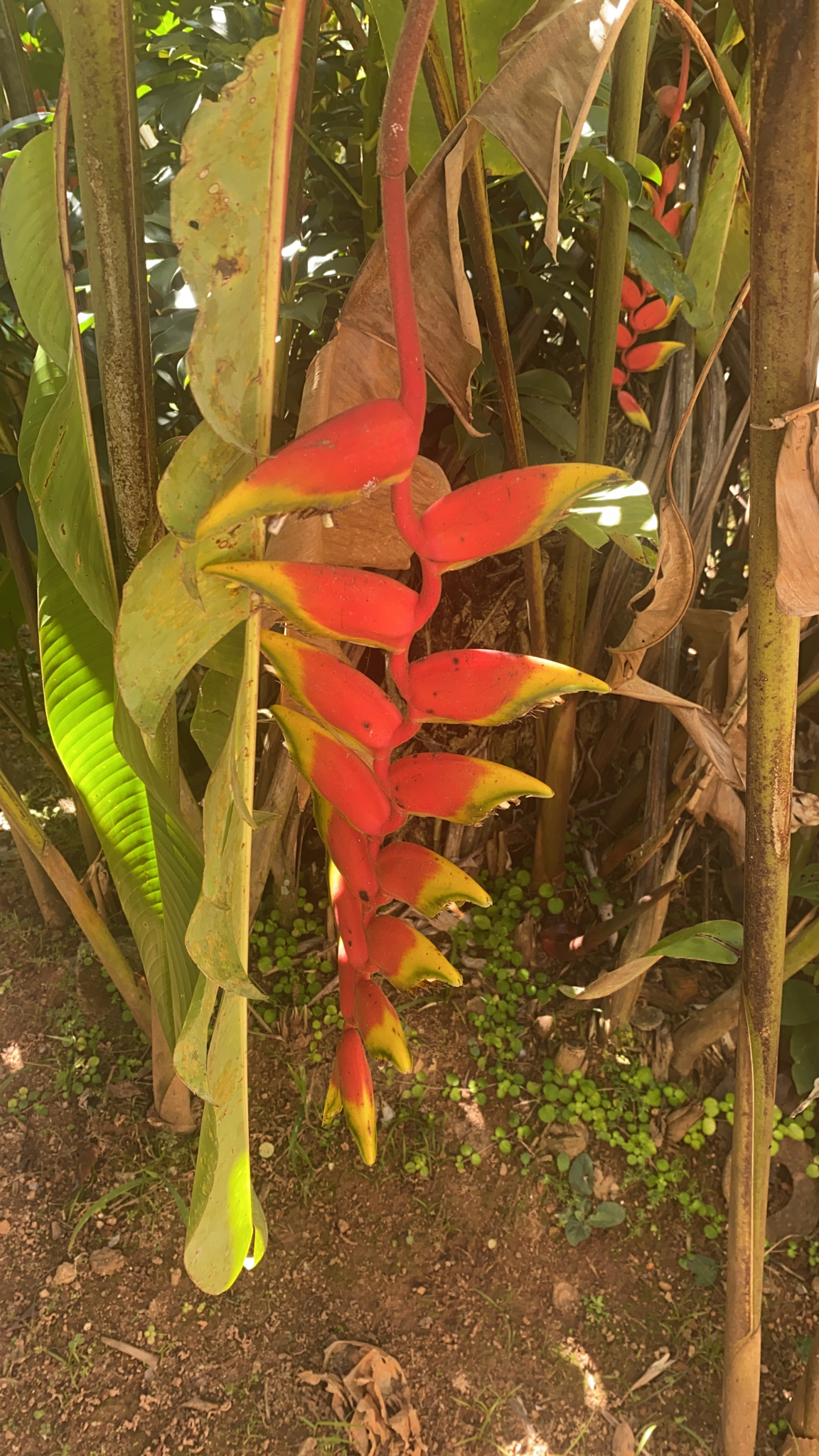 Heliconia rostrata