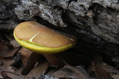 Boletus brunneotomentosus