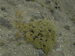 Brachyglottis monroi