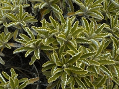 Brachyglottis monroi