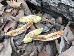 Boletus brunneotomentosus