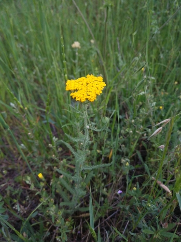 Arabian milfoil (Achillea arabica)