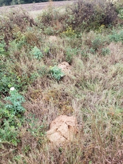 Geomys pinetis