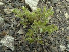 Vittadinia australis