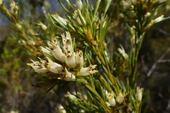 Stylapterus ericifolius