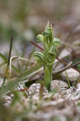 Pterostylis tanypoda