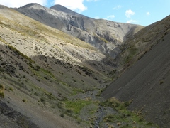 Epilobium pycnostachyum