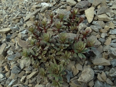 Epilobium pycnostachyum