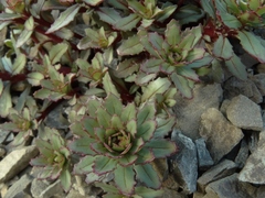 Epilobium pycnostachyum