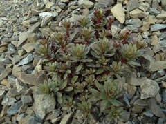 Epilobium pycnostachyum