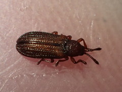 Glyphuroplata uniformis