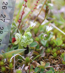 Pterostylis tanypoda