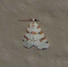 Conchylodes octonalis