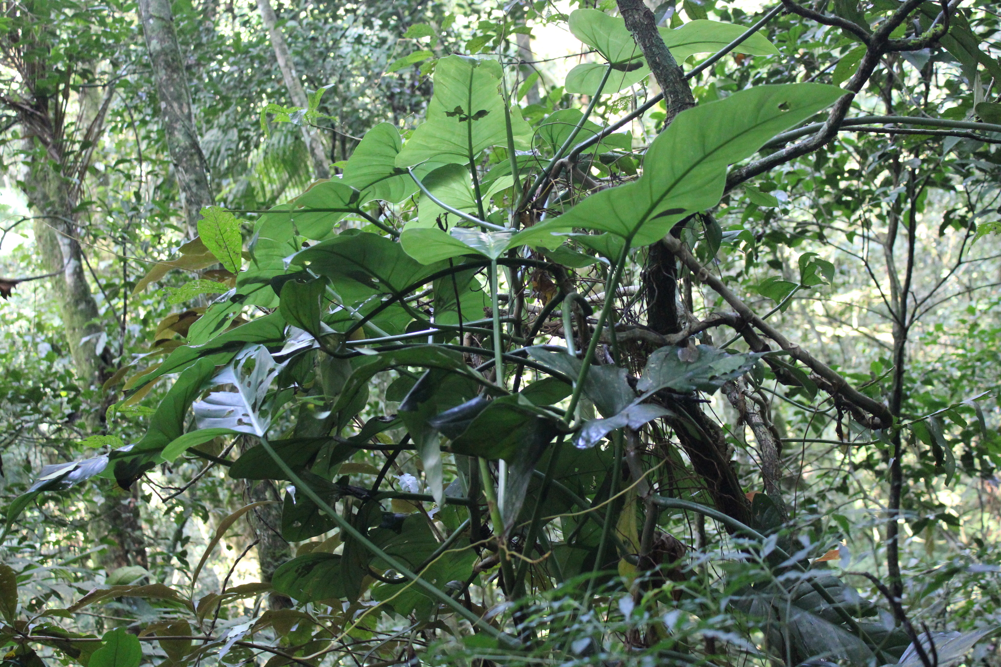 Imagem de Pacová roxo