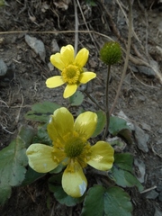 Ranunculus insignis