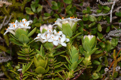 Pimelea gnidia