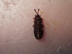 Glyphuroplata uniformis